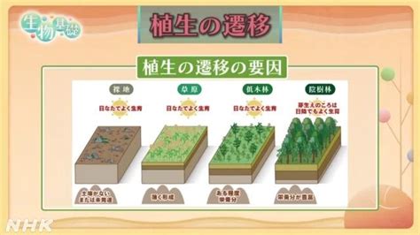 一次遷移|【生物基礎】植生の遷移をわかりやすく解説！